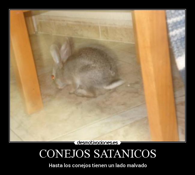 CONEJOS SATANICOS - Hasta los conejos tienen un lado malvado