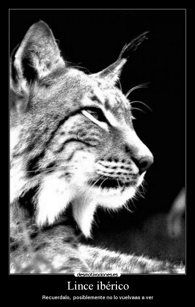 Lince ibérico - Recuerdalo,  posiblemente no lo vuelvaas a ver