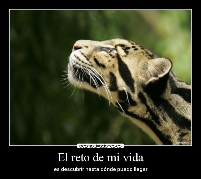 carteles vida malaquita desmotivaciones