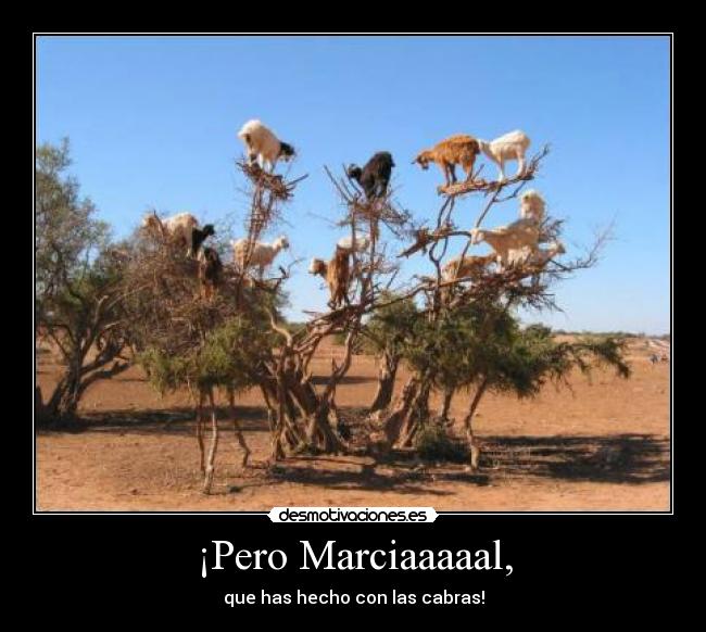 ¡Pero Marciaaaaal, - que has hecho con las cabras!