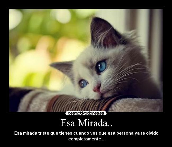 carteles gatos desmotivaciones