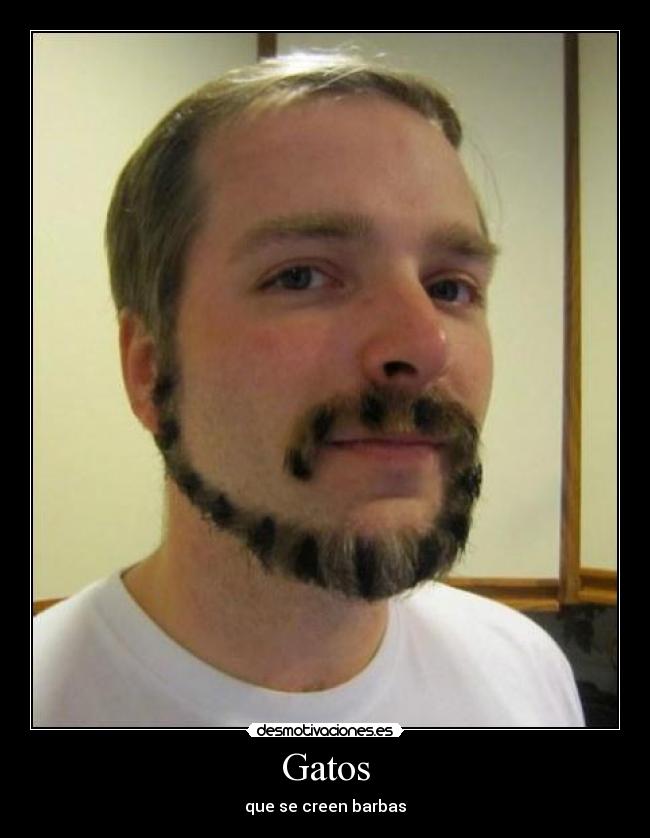 Gatos - que se creen barbas