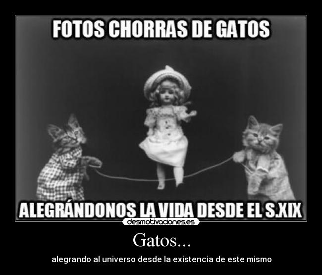 carteles gatos gatos muneca porcelana saltar cuerda siglo vota positivo que mas poner zorro desmotivaciones