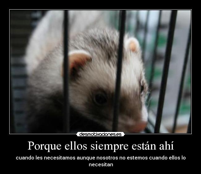 carteles mascota bicha desmotivaciones