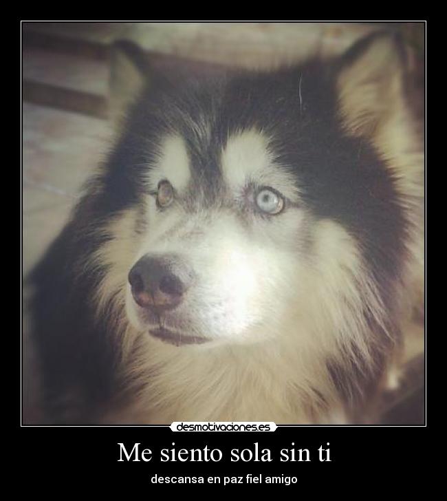 Me siento sola sin ti - descansa en paz fiel amigo