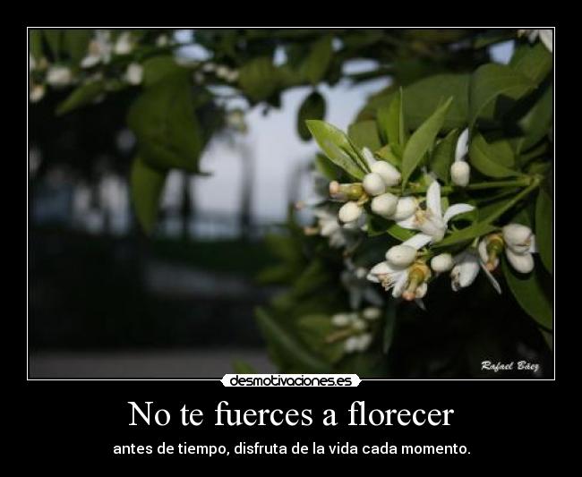 No te fuerces a florecer - 