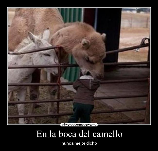 En la boca del camello - nunca mejor dicho