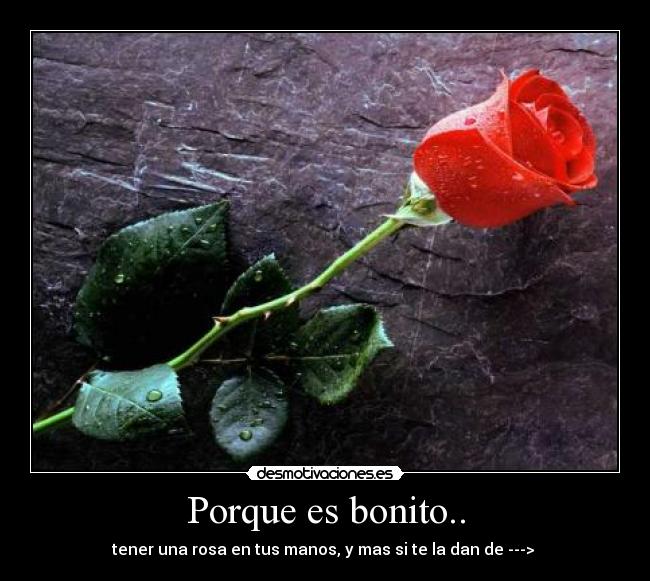 Porque es bonito.. - tener una rosa en tus manos, y mas si te la dan de ---> ♥