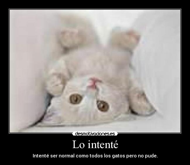Lo intenté - Intenté ser normal como todos los gatos pero no pude.