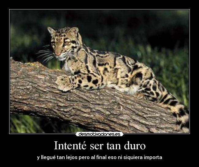 carteles malaquita desmotivaciones