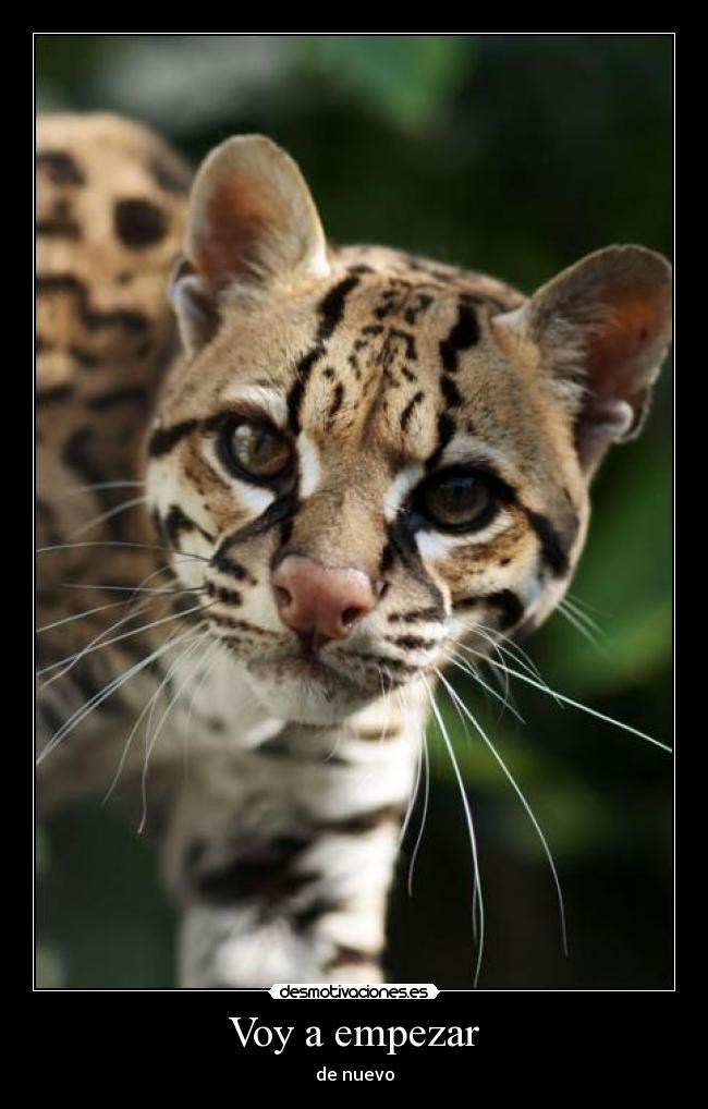 Voy a empezar - de nuevo