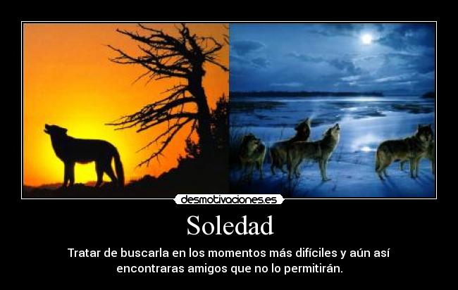 carteles soledad soledad amistad amigo amigos lobo lobos problemas sentimiento desmotivaciones