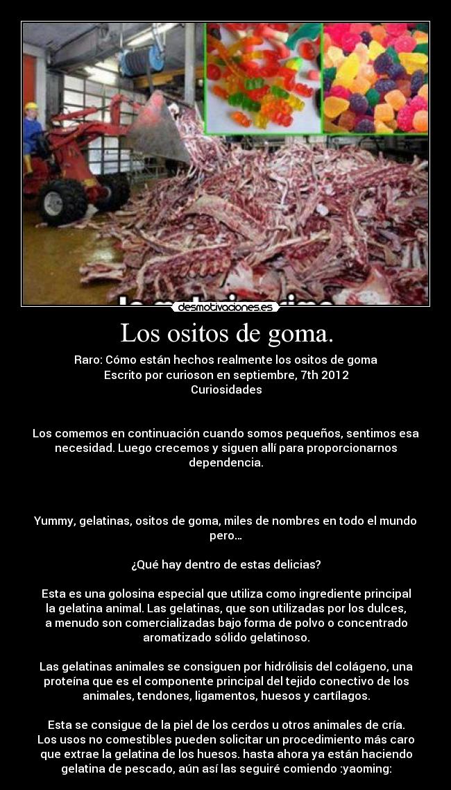 Los ositos de goma. - Raro: Cómo están hechos realmente los ositos de goma
Escrito por curioson en septiembre, 7th 2012
Curiosidades
Los comemos en continuación cuando somos pequeños, sentimos esa
necesidad. Luego crecemos y siguen allí para proporcionarnos
dependencia.
Yummy, gelatinas, ositos de goma, miles de nombres en todo el mundo
pero…
¿Qué hay dentro de estas delicias?
Esta es una golosina especial que utiliza como ingrediente principal
la gelatina animal. Las gelatinas, que son utilizadas por los dulces,
a menudo son comercializadas bajo forma de polvo o concentrado
aromatizado sólido gelatinoso.
Las gelatinas animales se consiguen por hidrólisis del colágeno, una
proteína que es el componente principal del tejido conectivo de los
animales, tendones, ligamentos, huesos y cartílagos.
Esta se consigue de la piel de los cerdos u otros animales de cría.
Los usos no comestibles pueden solicitar un procedimiento más caro
que extrae la gelatina de los huesos. hasta ahora ya están haciendo
gelatina de pescado, aún así las seguiré comiendo :yaoming: