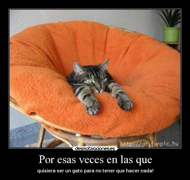 Por esas veces en las que - quisiera ser un gato para no tener que hacer nada!