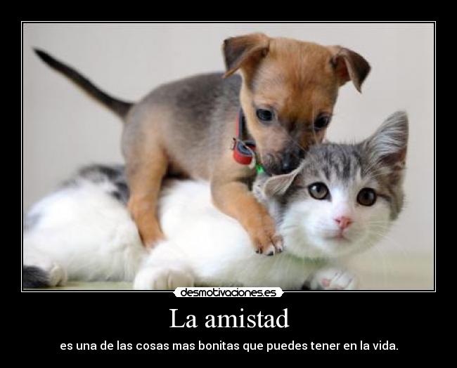 La amistad - es una de las cosas mas bonitas que puedes tener en la vida.