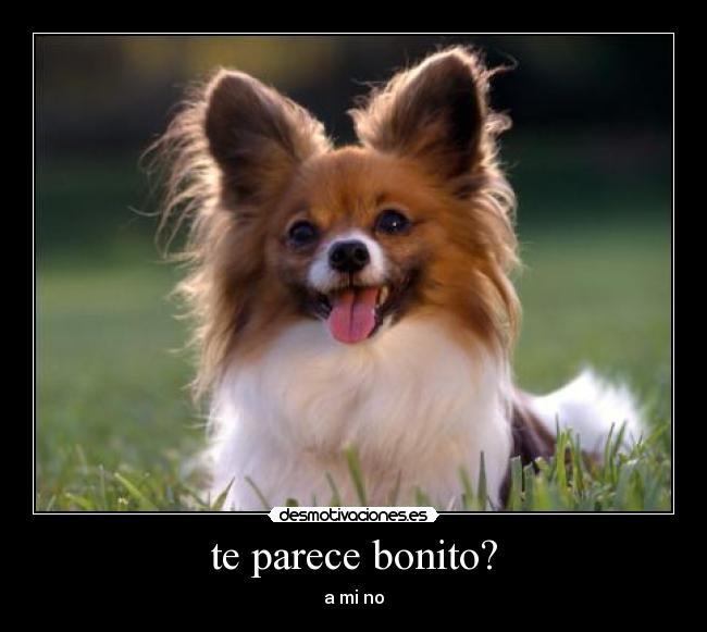 te parece bonito? - a mi no