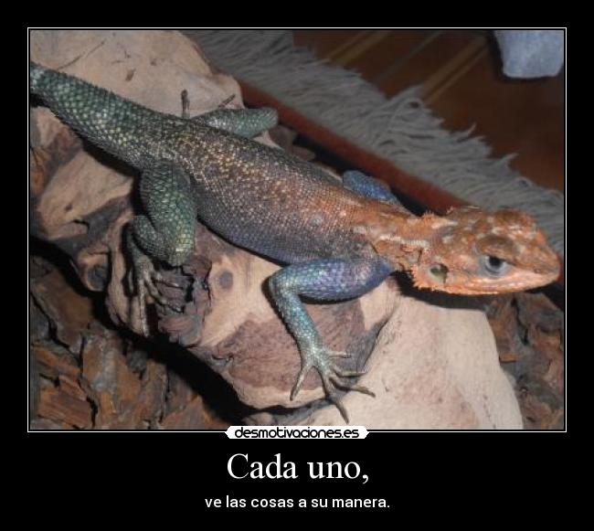 carteles lagarto desmotivaciones