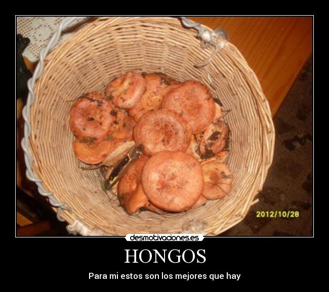 HONGOS - Para mi estos son los mejores que hay