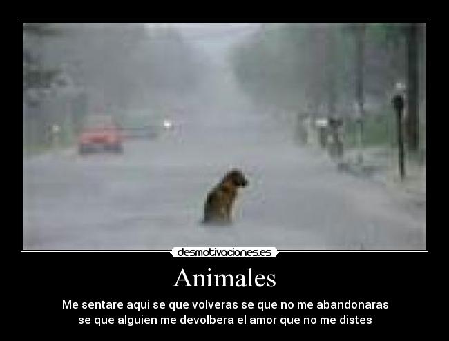 Animales - 