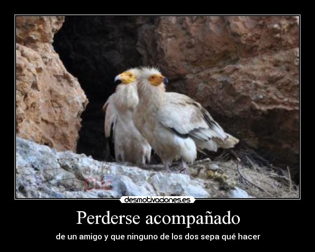 Perderse acompañado - 