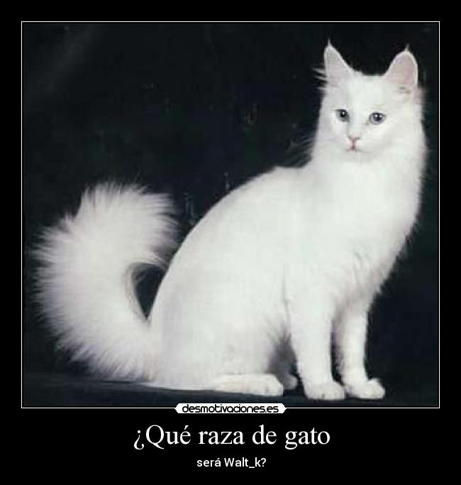 ¿Qué raza de gato - será Walt_k?