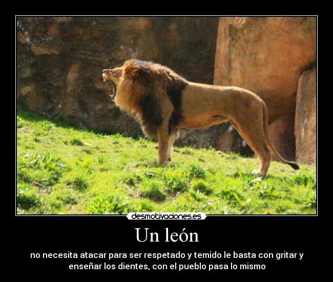 Un león - 