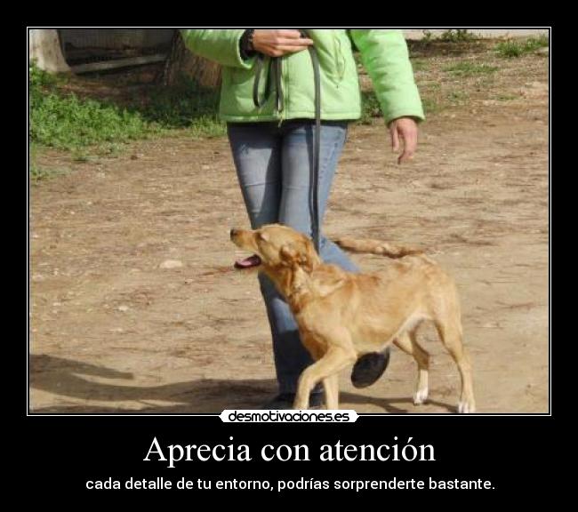 Aprecia con atención - 