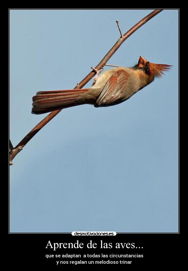 carteles aves pajarito cantor trino arbol alegria naturaleza desmotivaciones