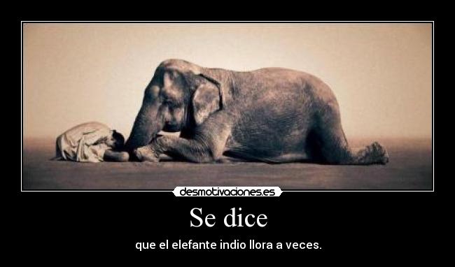 Se dice - que el elefante indio llora a veces.