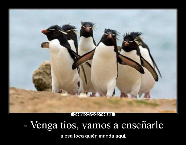 - Venga tíos, vamos a enseñarle -