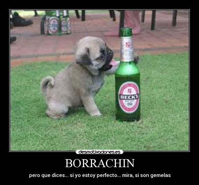 BORRACHIN - pero que dices... si yo estoy perfecto... mira, si son gemelas