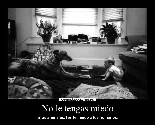 No le tengas miedo -