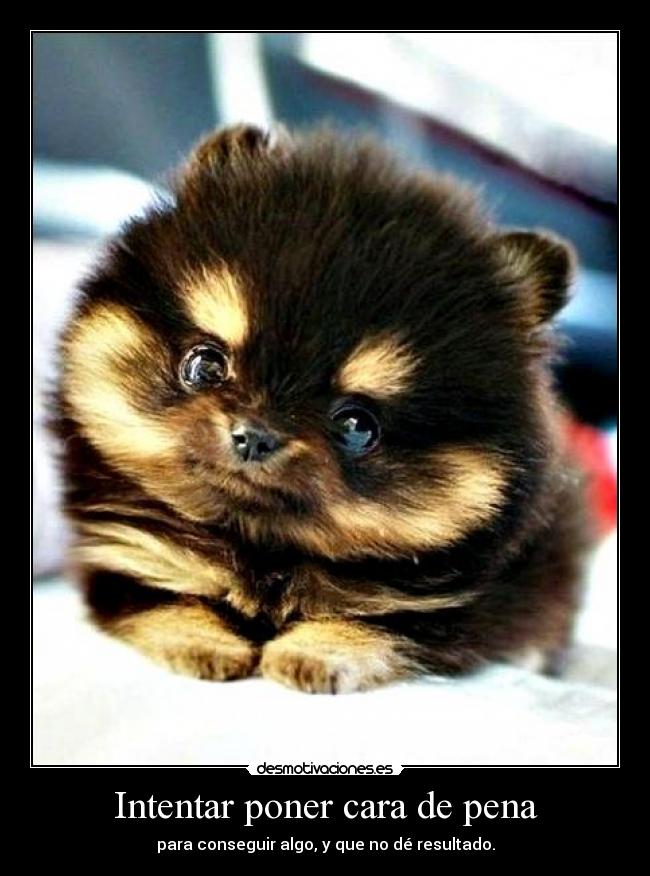Intentar poner cara de pena -