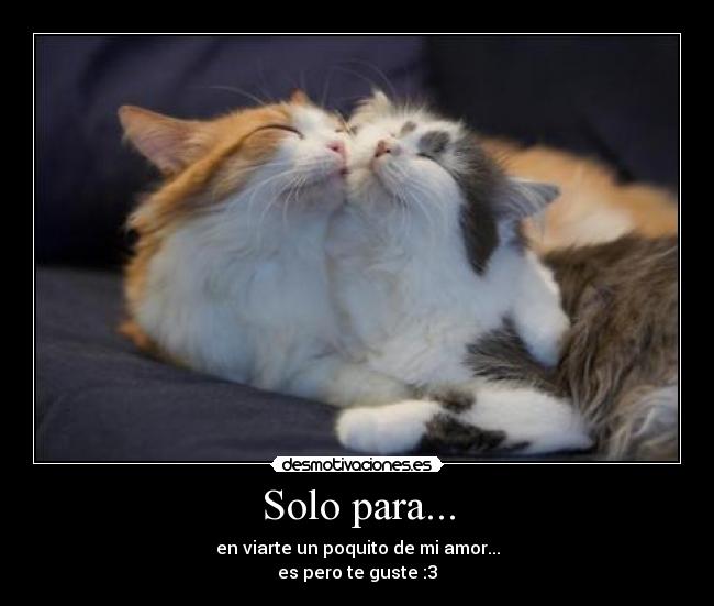 carteles solo para viarte poquito amor corazon gatosgatoygatosymasgatos amo mejor dan desmotivaciones