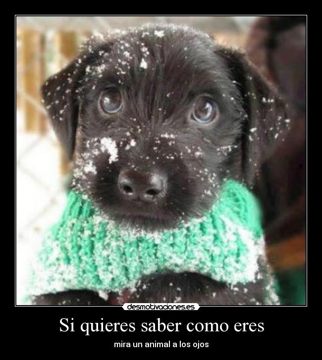 Si quieres saber como eres - mira un animal a los ojos