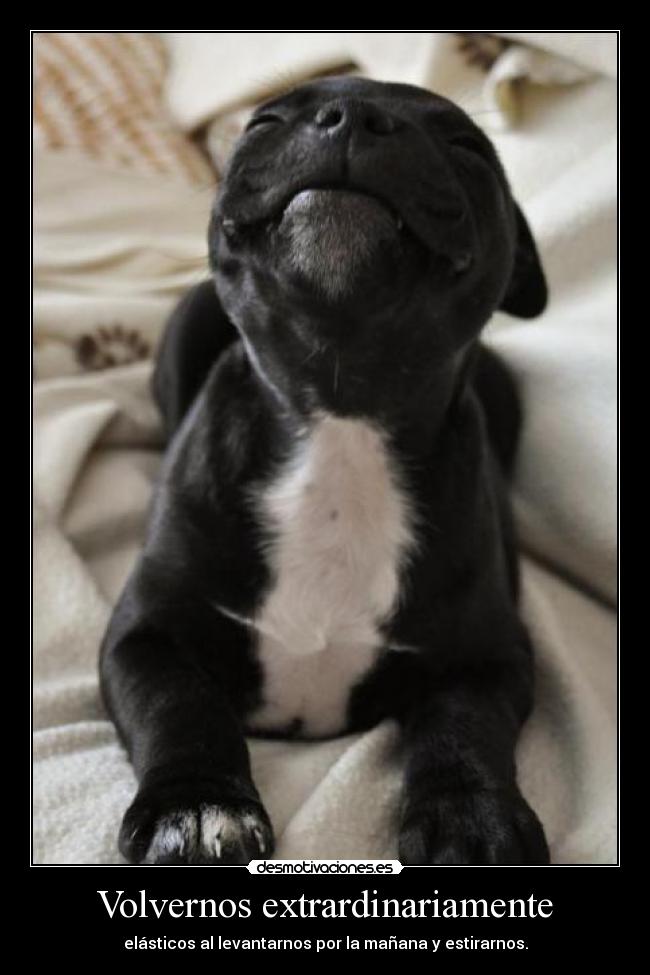 Volvernos extrardinariamente - elásticos al levantarnos por la mañana y estirarnos.