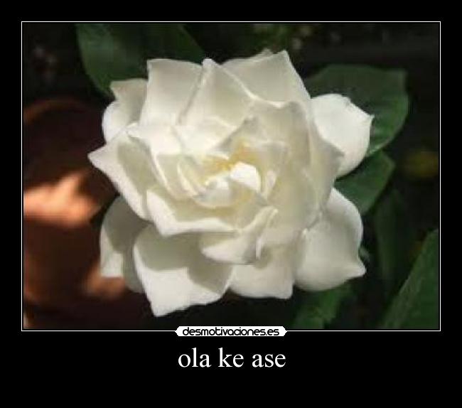 ola ke ase - 