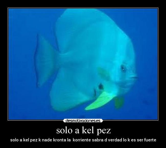solo a kel pez - solo a kel pez k nade kronta la korriente sabra d verdad lo k es ser fuerte