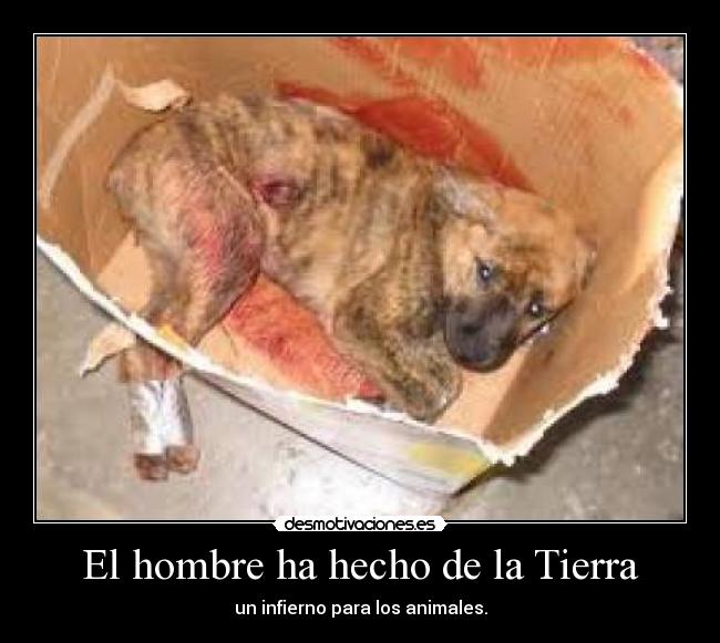 El hombre ha hecho de la Tierra - un infierno para los animales.