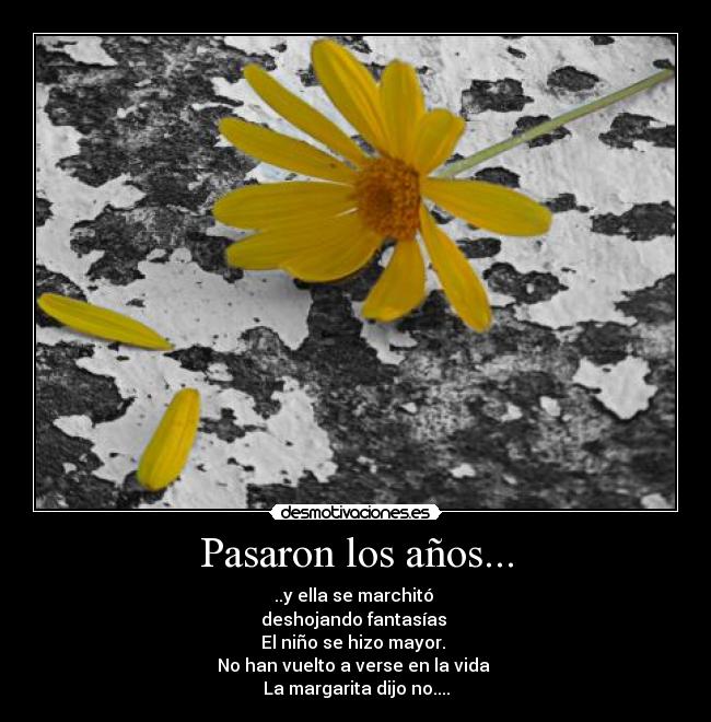 Pasaron los años... - ..y ella se marchitó
deshojando fantasías
El niño se hizo mayor.
No han vuelto a verse en la vida
La margarita dijo no....