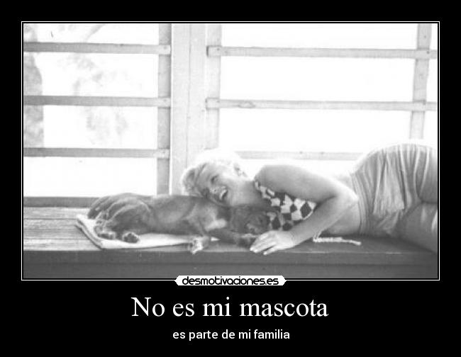 No es mi mascota - 