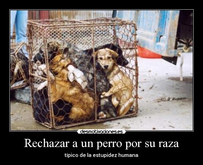 Rechazar a un perro por su raza - típico de la estupidez humana