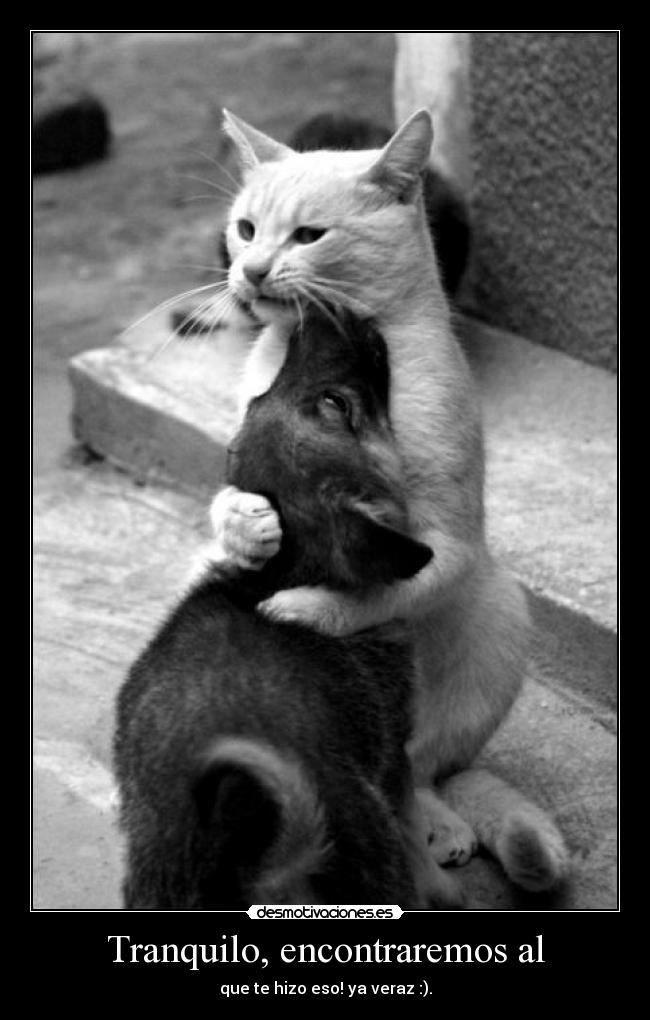 carteles mientras mas unidos estan los animales mas destruyen entre los humanos desmotivaciones