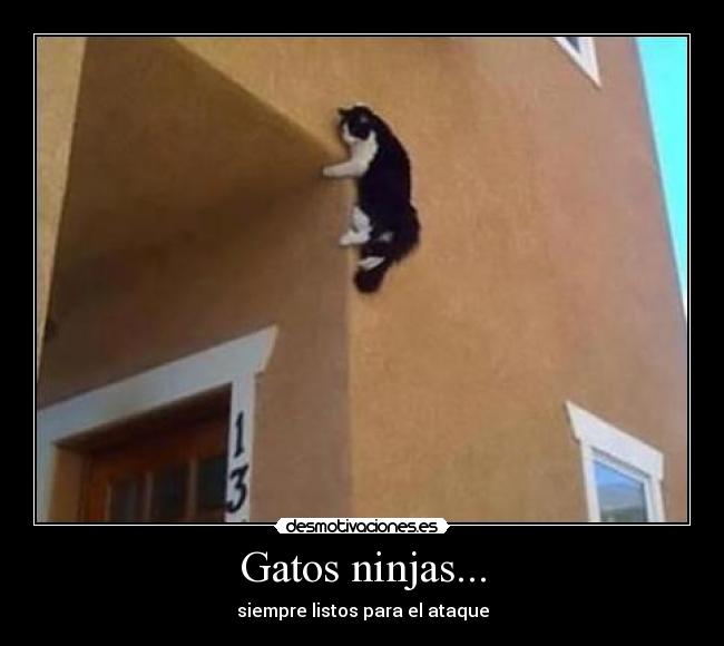 Gatos ninjas... - 