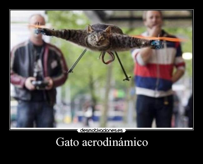 Gato aerodinámico -