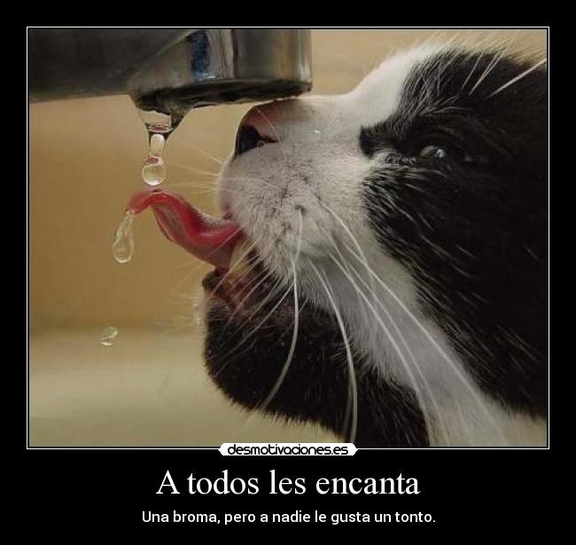 A todos les encanta - Una broma, pero a nadie le gusta un tonto.