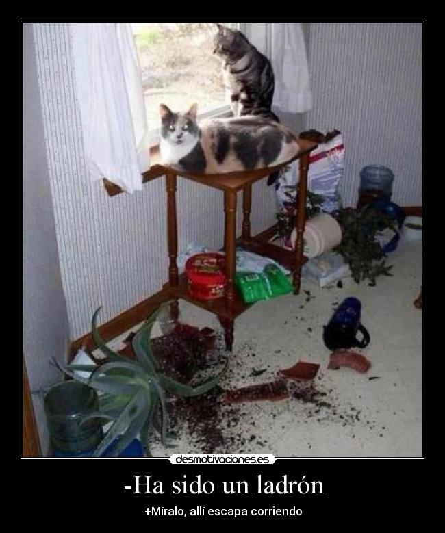 -Ha sido un ladrón -