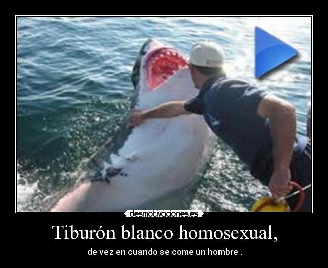 Tiburón blanco homosexual, -