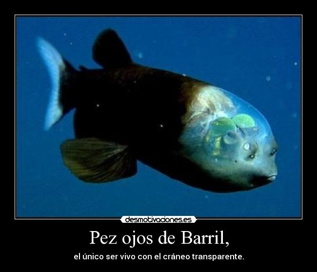 Pez ojos de Barril, -