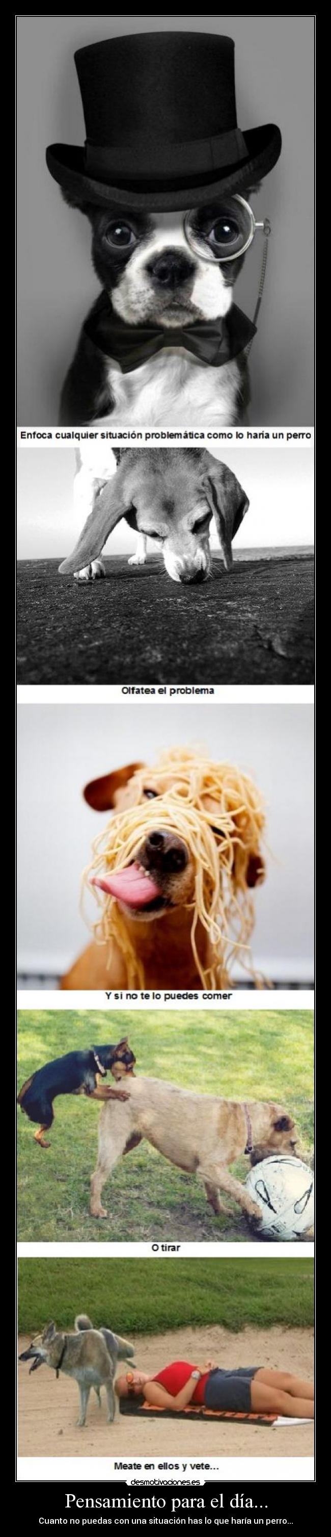 Pensamiento para el día... - Cuanto no puedas con una situación has lo que haría un perro...